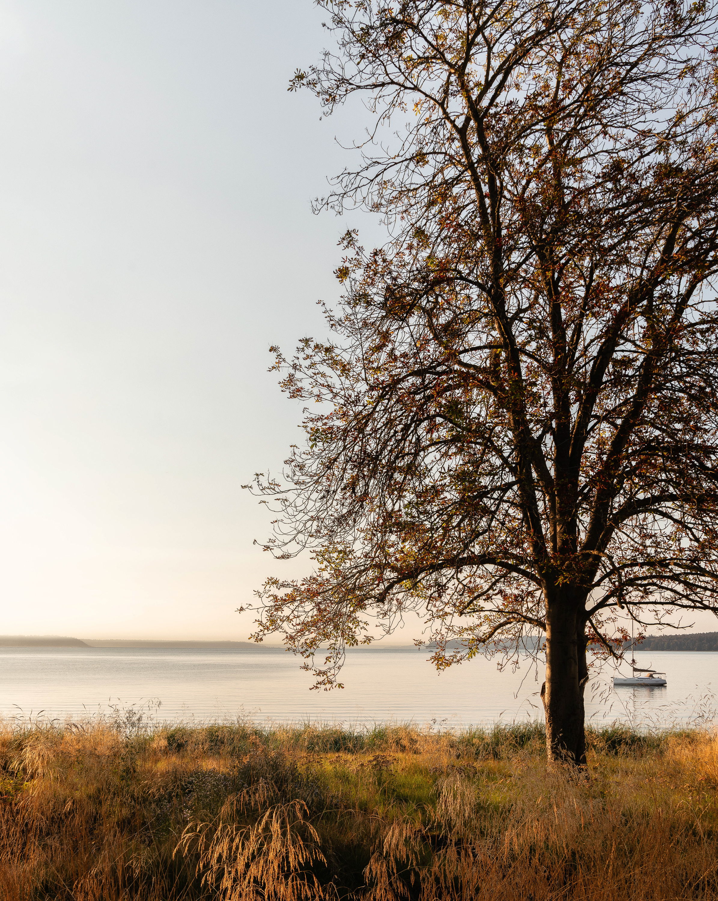 serene coastal view on Bainbridge island.